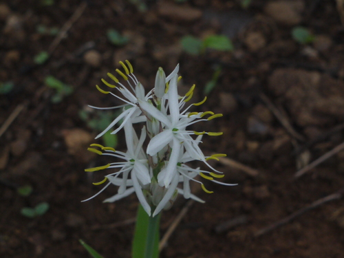 Chlorophytum borivilianum, photograph 6
