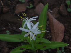 Chlorophytum borivilianum