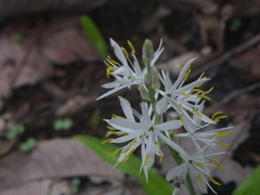 Chlorophytum borivilianum