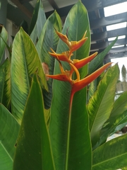 Heliconia × nickeriensis