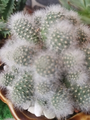 Cactaceae