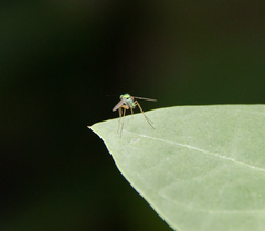 Chrysosoma leucopogon