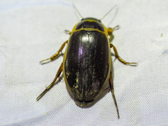 Dytiscus circumcinctus