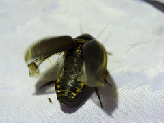 Dytiscus circumcinctus