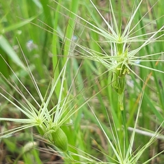 Aegilops triuncialis