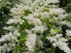Ligustrum ovalifolium pacificum