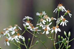 Doellingeria sericocarpoides