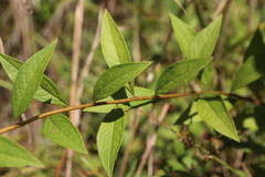 Doellingeria sericocarpoides