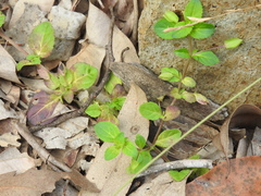Mecardonia procumbens