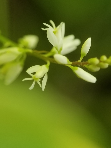 Senega paniculata