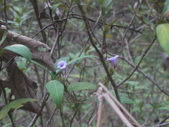 Strobilanthes integrifolius
