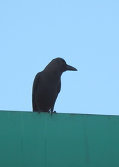 Corvus splendens