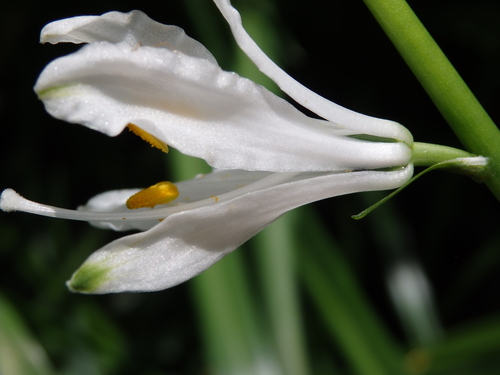 Image of Paradisea lusitanica by (c) Carminda Santos, some rights reserved (CC BY)