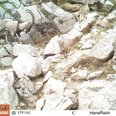 Capra aegagrus aegagrus