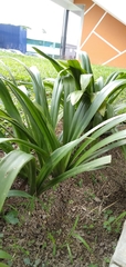 Pandanus amaryllifolius