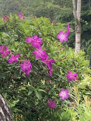 Pleroma semidecandrum