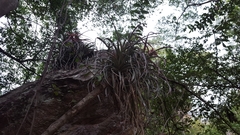 Tillandsia capitata