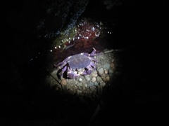 Geothelphusa miyazakii