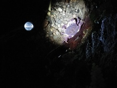 Geothelphusa miyazakii