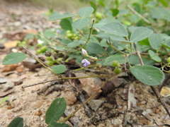 Pycnospora lutescens