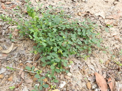 Pycnospora lutescens