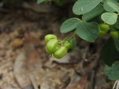 Pycnospora lutescens