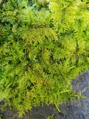 Thuidium cymbifolium