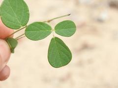 Pycnospora lutescens