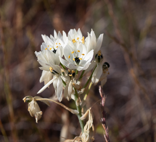 Chincherinchee