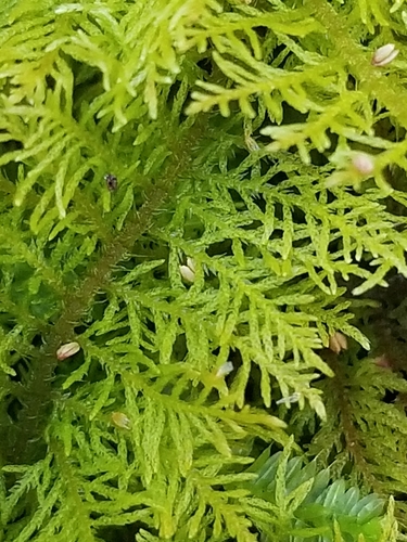 Thuidium cymbifolium