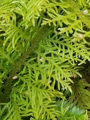 Thuidium cymbifolium