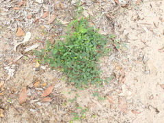 Pycnospora lutescens