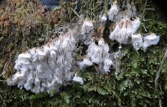 Cerrena zonata