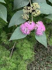 Callicarpa formosana