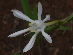 Pancratium triflorum
