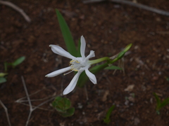 Pancratium triflorum