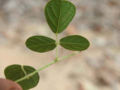 Pycnospora lutescens