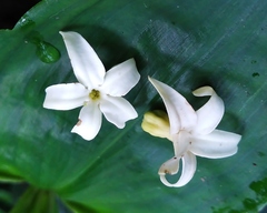 Jasminanthes mucronata