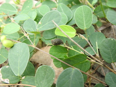 Pycnospora lutescens