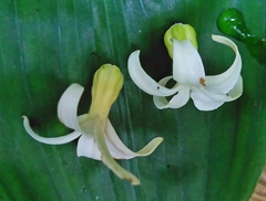 Jasminanthes mucronata