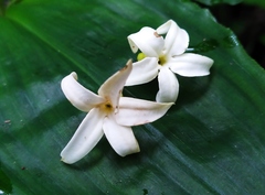 Jasminanthes mucronata