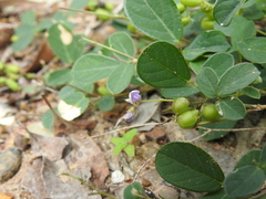 Pycnospora lutescens