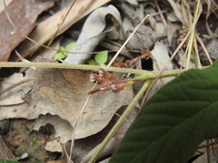 Flemingia parviflora