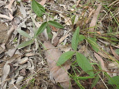 Flemingia parviflora