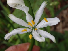 Paradisea lusitanica