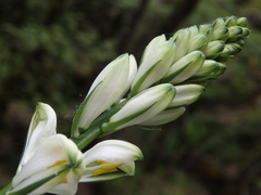 Paradisea lusitanica