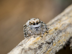 Pseudomogrus dalaensis