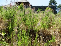 Salvia chamelaeagnea