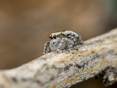 Pseudomogrus dalaensis