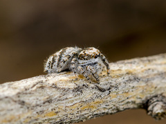 Pseudomogrus dalaensis